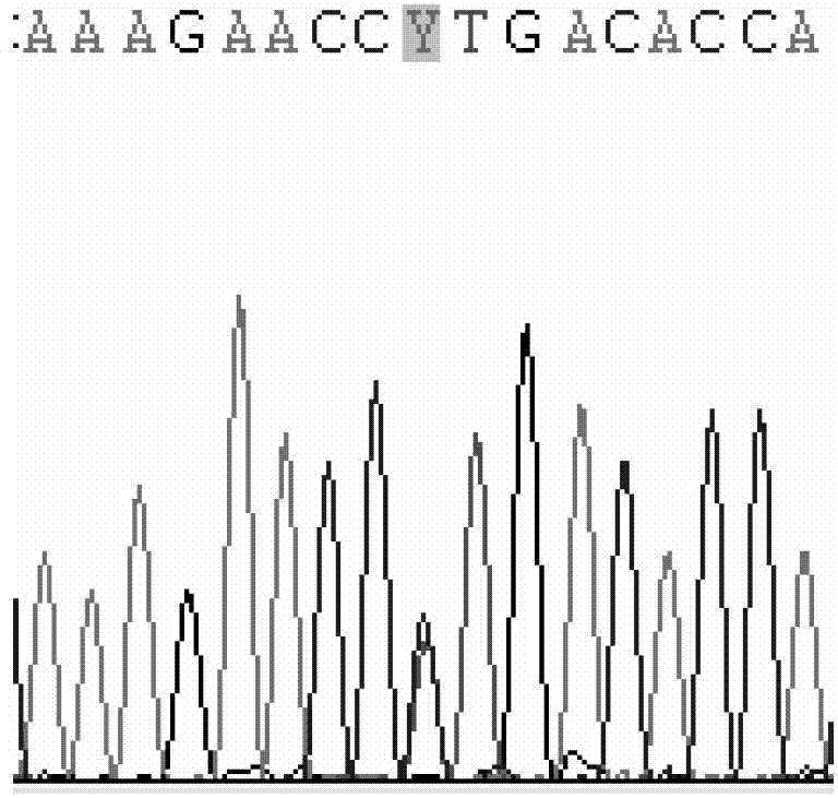 CYP2C9 gene segment containing 1400T&gt;C mutation, protein segment coded by same and application thereof