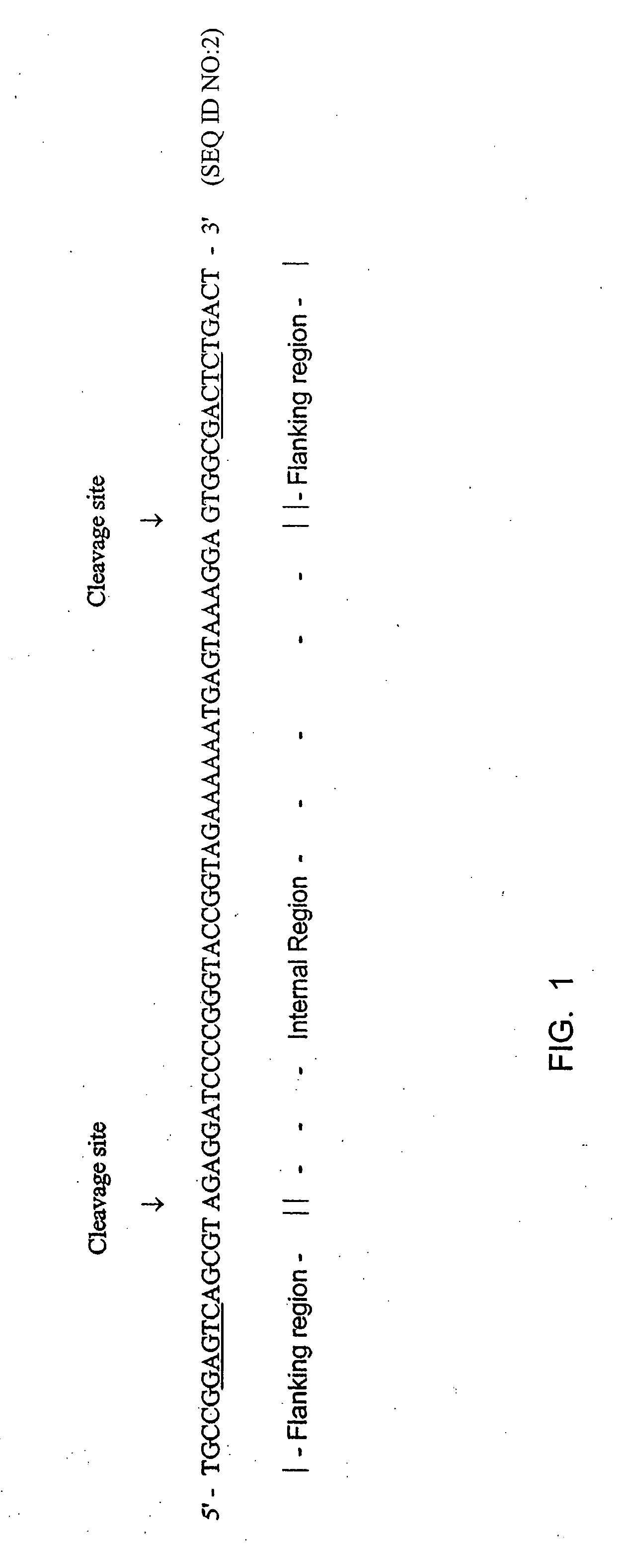 Methods for rapid production of target double-stranded DNA sequences