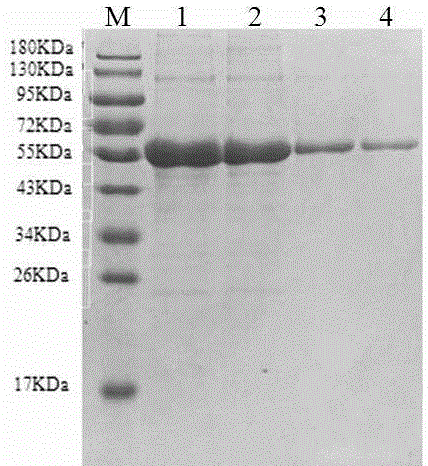 Chemiluminescent detection kit for bovine foot-and-mouth disease 3ABC antibody