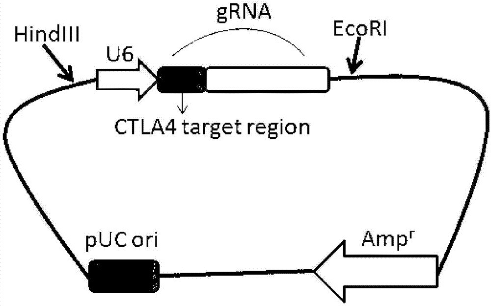 Preparation method of PD-1 (Programmed cell death protein 1) and CTLA4 (Cytotoxic T-Lymphocyte Antigen 4) double-gene defect type T lymphocyte preparation