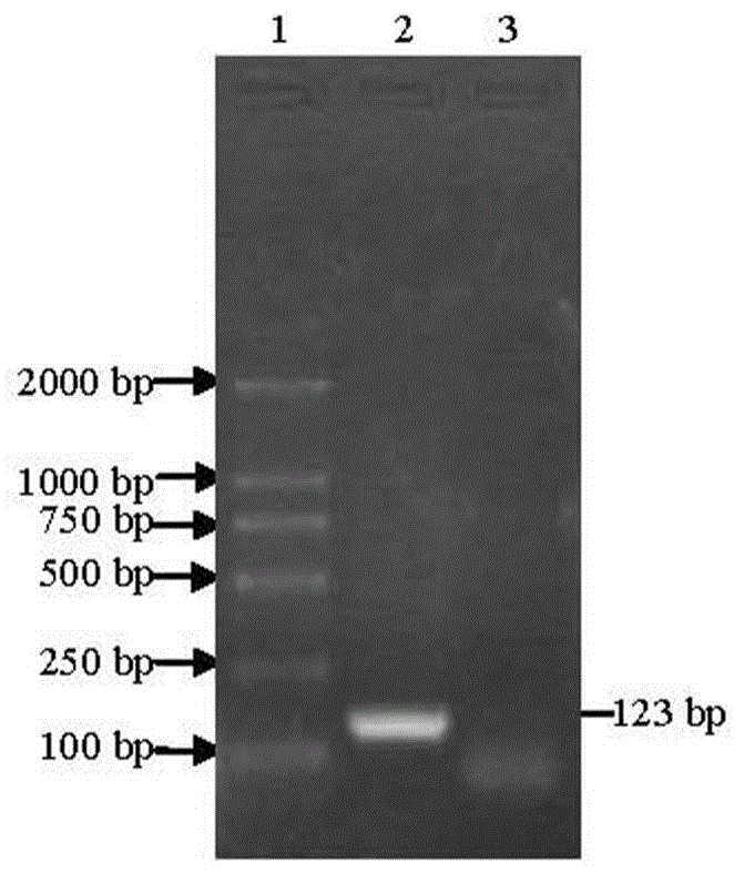 Haemophilus paragallinarum fluorogenic quantitative PCR detection method