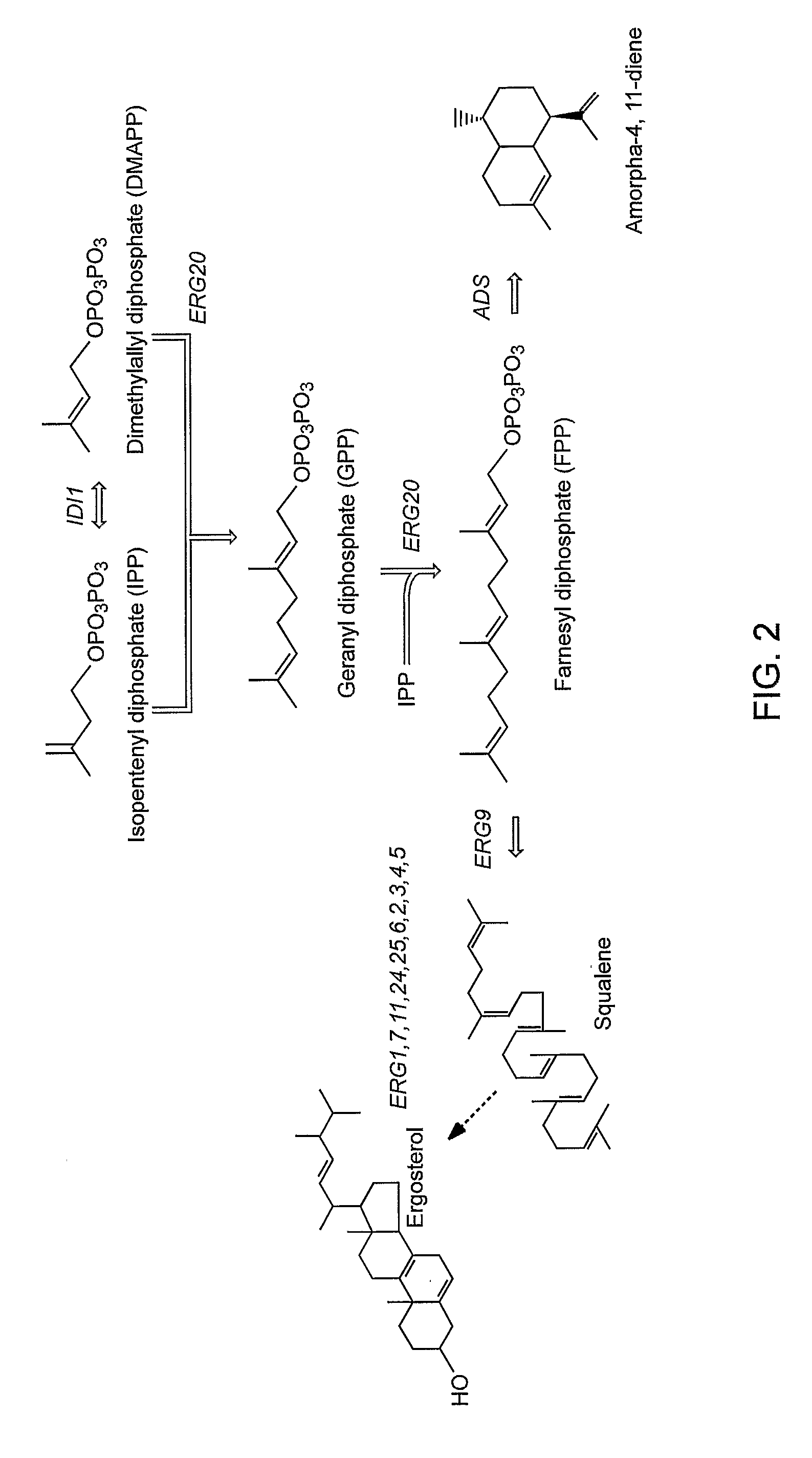 Genetically Modified Host Cells And Use Of Same For Producing Isoprenoid Compounds