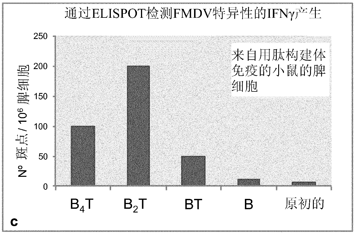 Peptide vaccine against foot and mouth disease