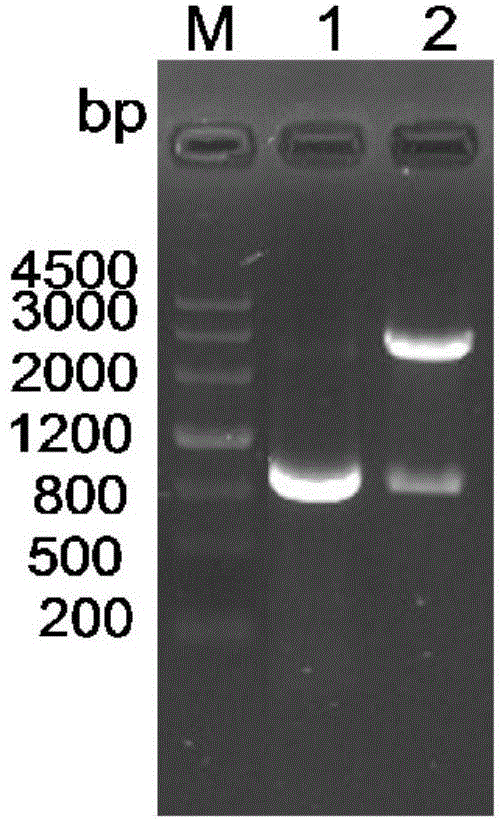 Vaccine for preventing porcine epizootic diarrhea