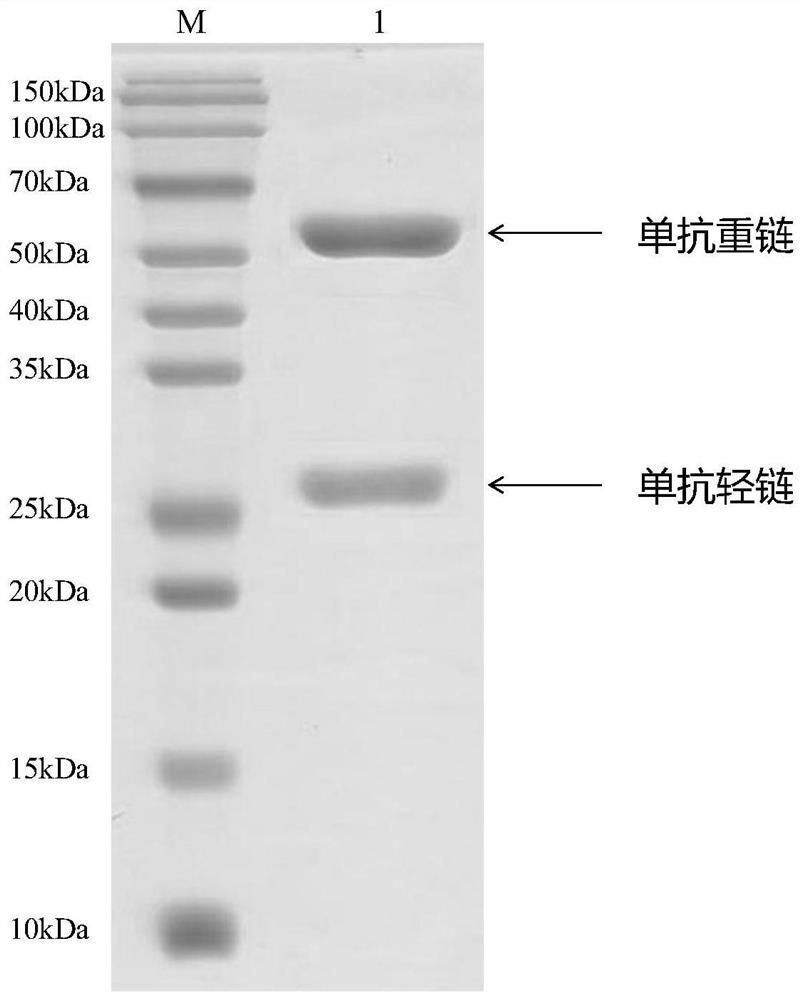 Phosphorylated Tau pT217 protein monoclonal antibody, ELISA kit and application of phosphorylated Tau pT217 protein monoclonal antibody