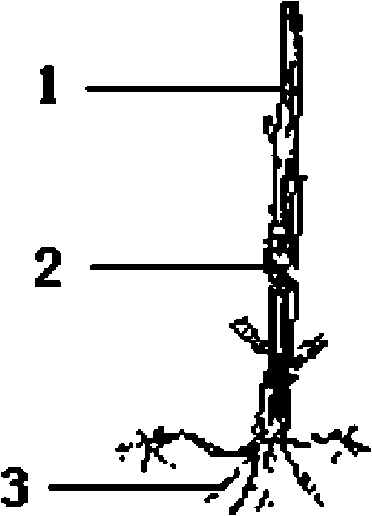 Ilex latifoliae cion conjoined lippedjoint method