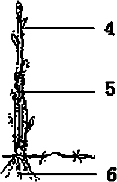 Ilex latifoliae cion conjoined lippedjoint method