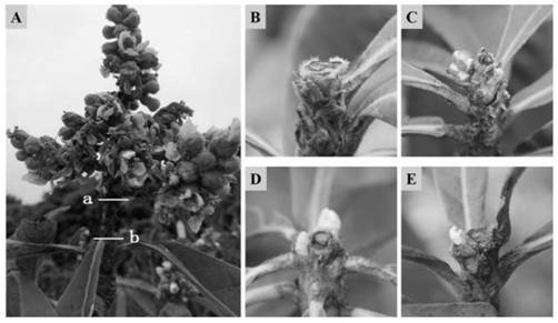 Method for promoting secondary flowering of loquats and application