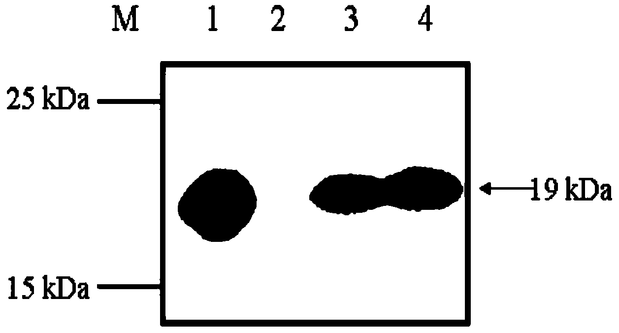 Lactococcus lactis recombinant bacteria for expressing hypoallergenic peanut allergen, and application thereof