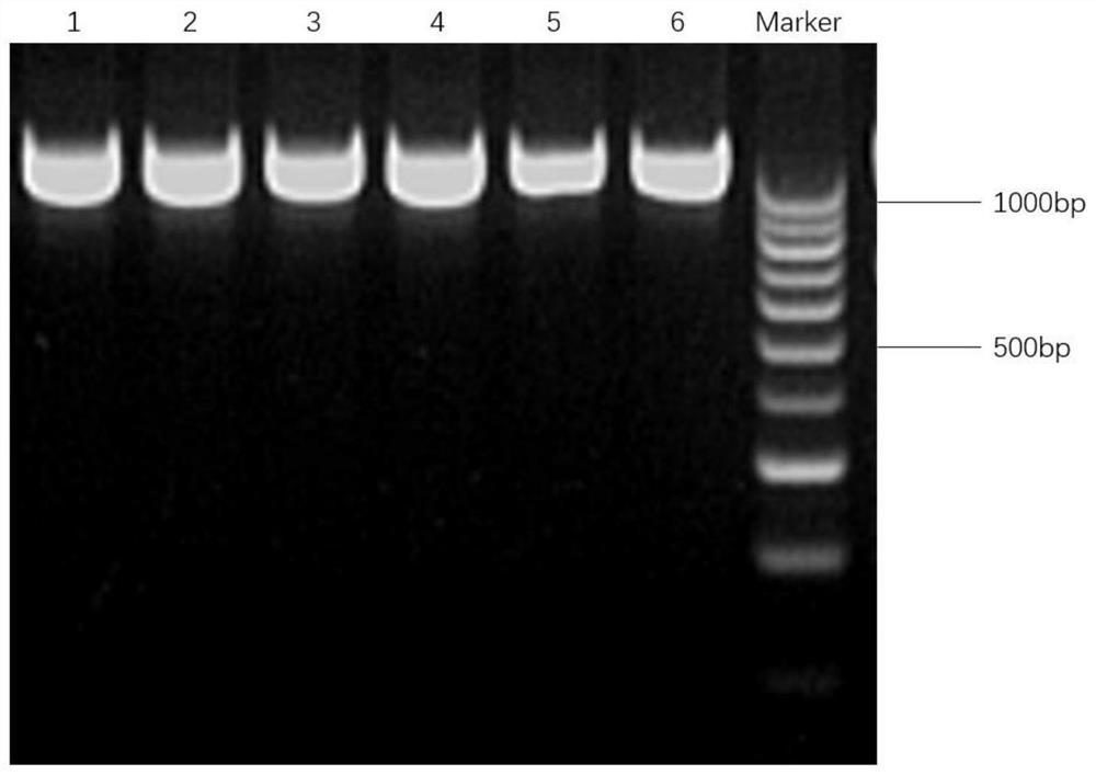 Preparation method of recombinant sialic acid excision enzyme, expression gene, recombinant expression vector and construction method