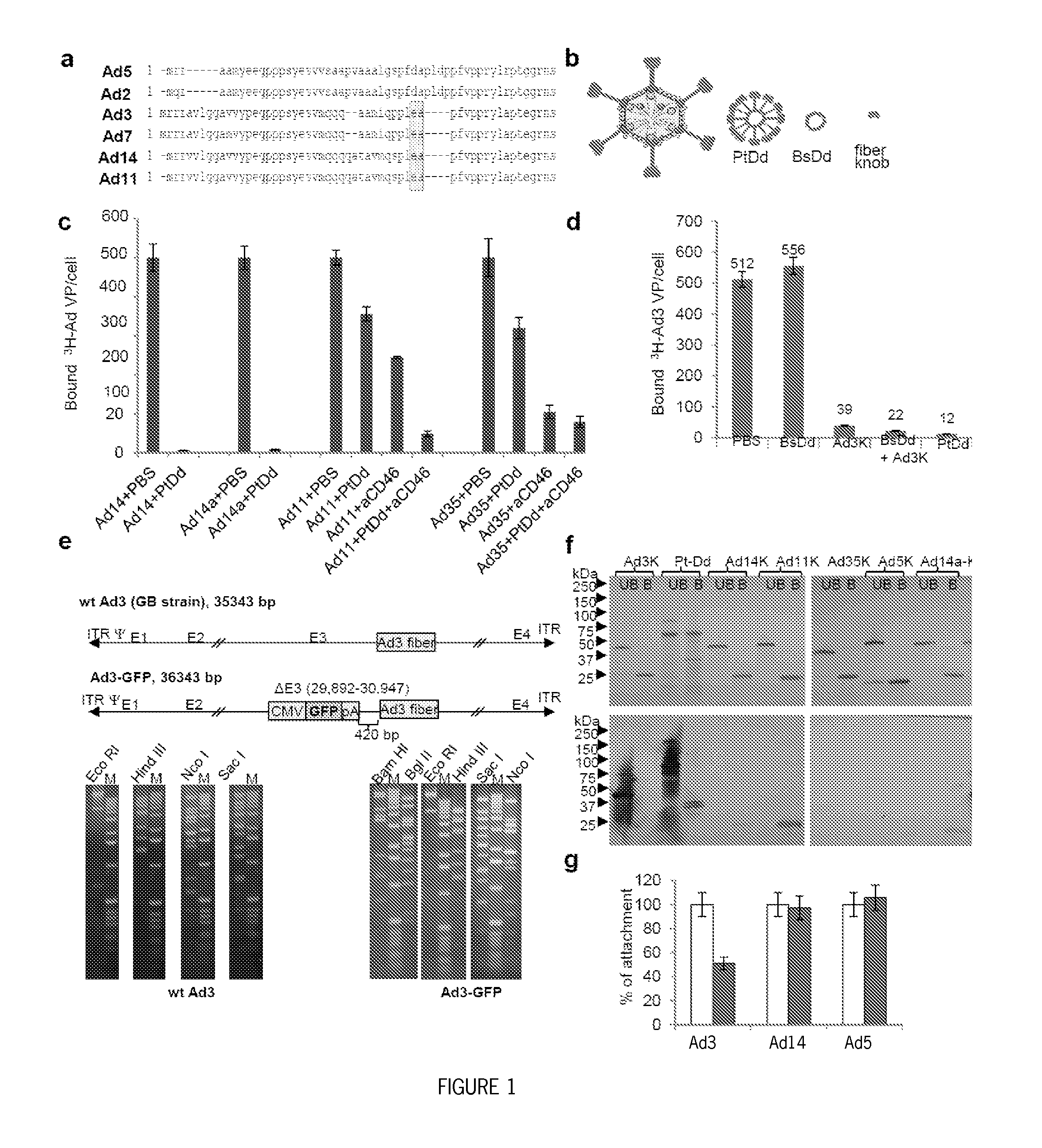 Methods and systems for adenovirus interaction with desmoglein 2 (DSG2)