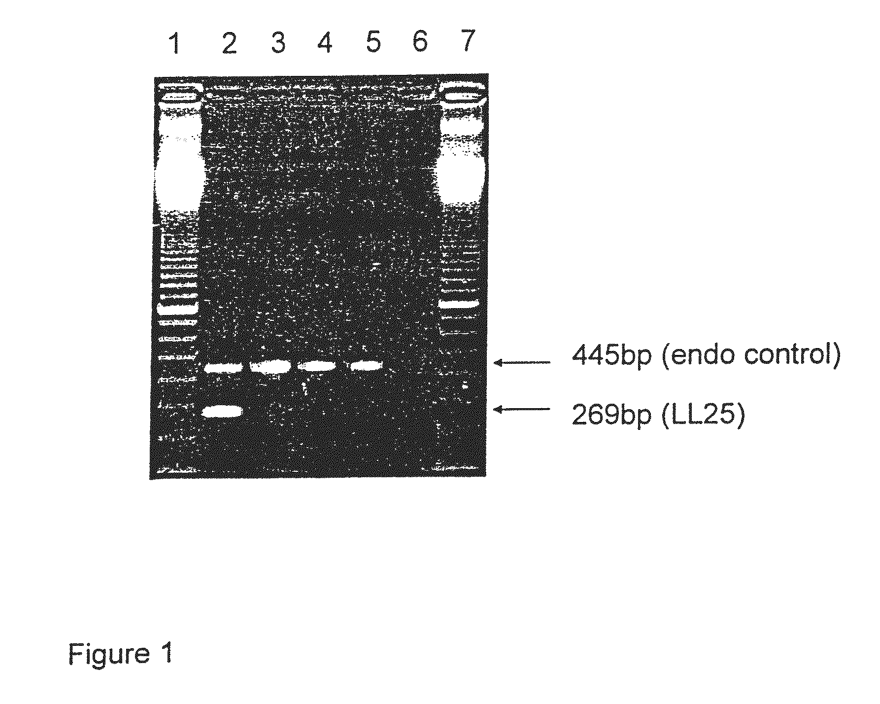 Herbicide tolerant cotton plants and methods for producing and identifying same