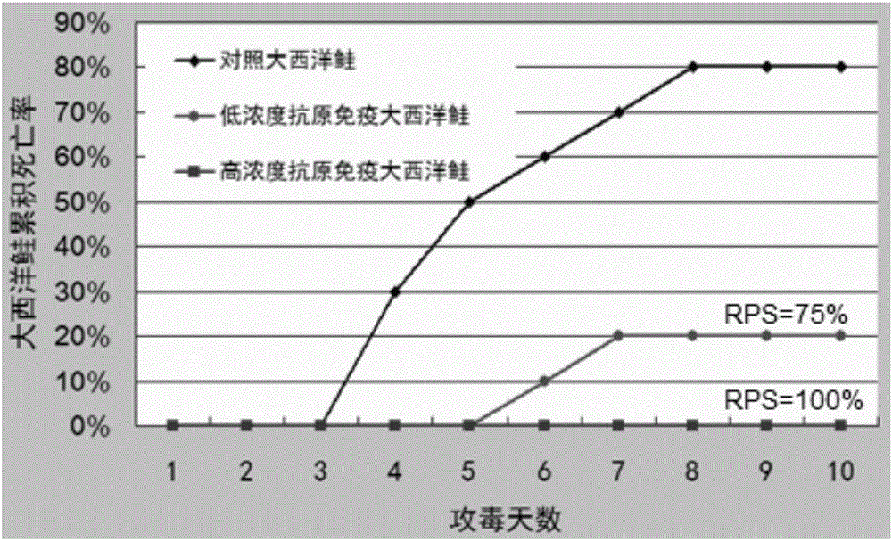 Aeromonas salmonicida inactivated vaccine and applications thereof