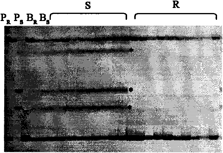 PCR marker linked with wheat powdery mildew resistant genes PmLK906 and using method thereof