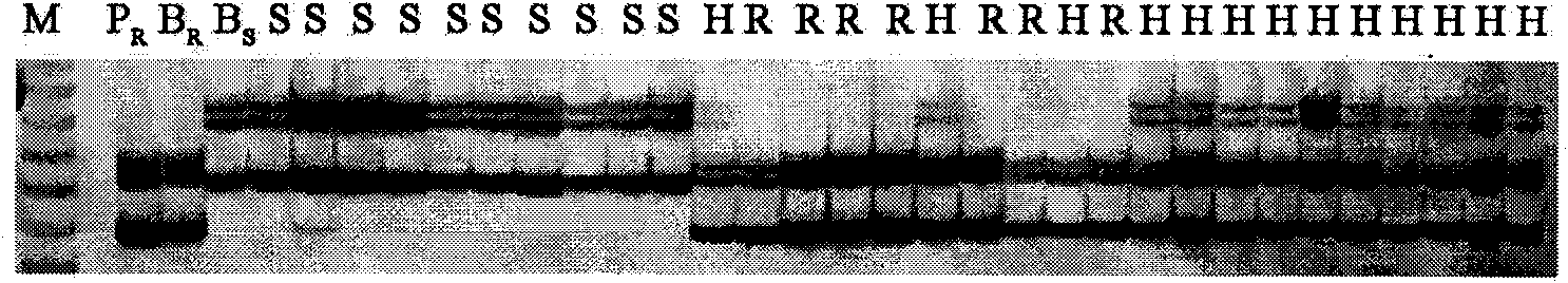 PCR marker linked with wheat powdery mildew resistant genes PmLK906 and using method thereof