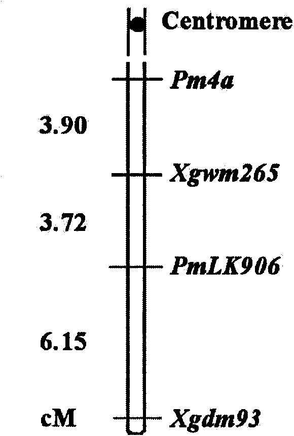 PCR marker linked with wheat powdery mildew resistant genes PmLK906 and using method thereof