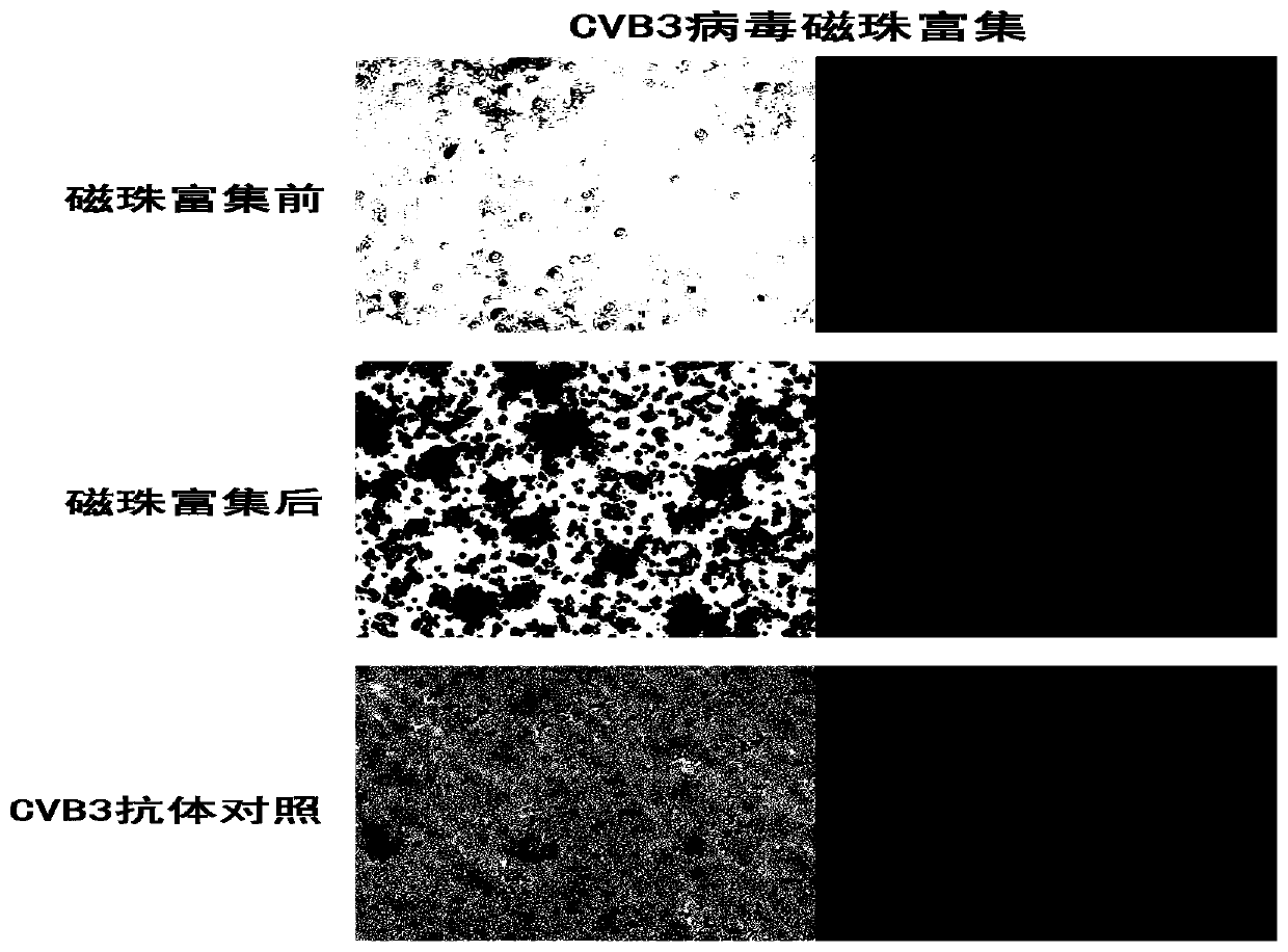 Virus biological magnetic bead enrichment and concentration kit and application