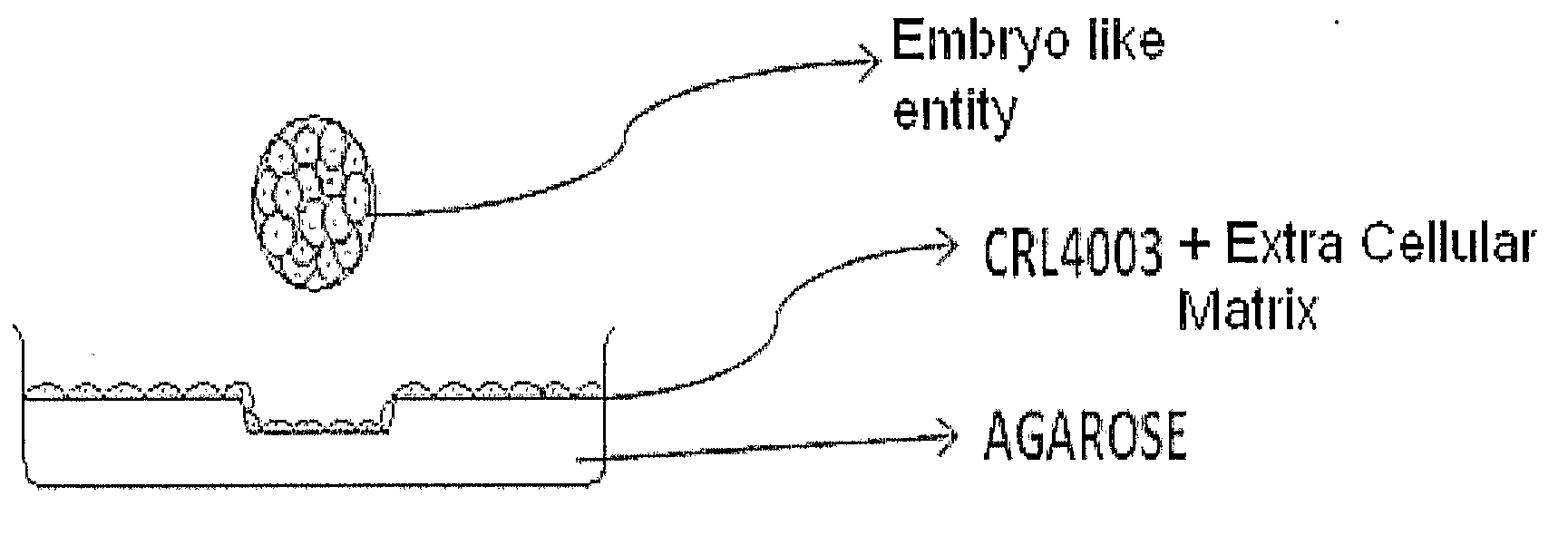 Invitro human embryonic model and a method thereof