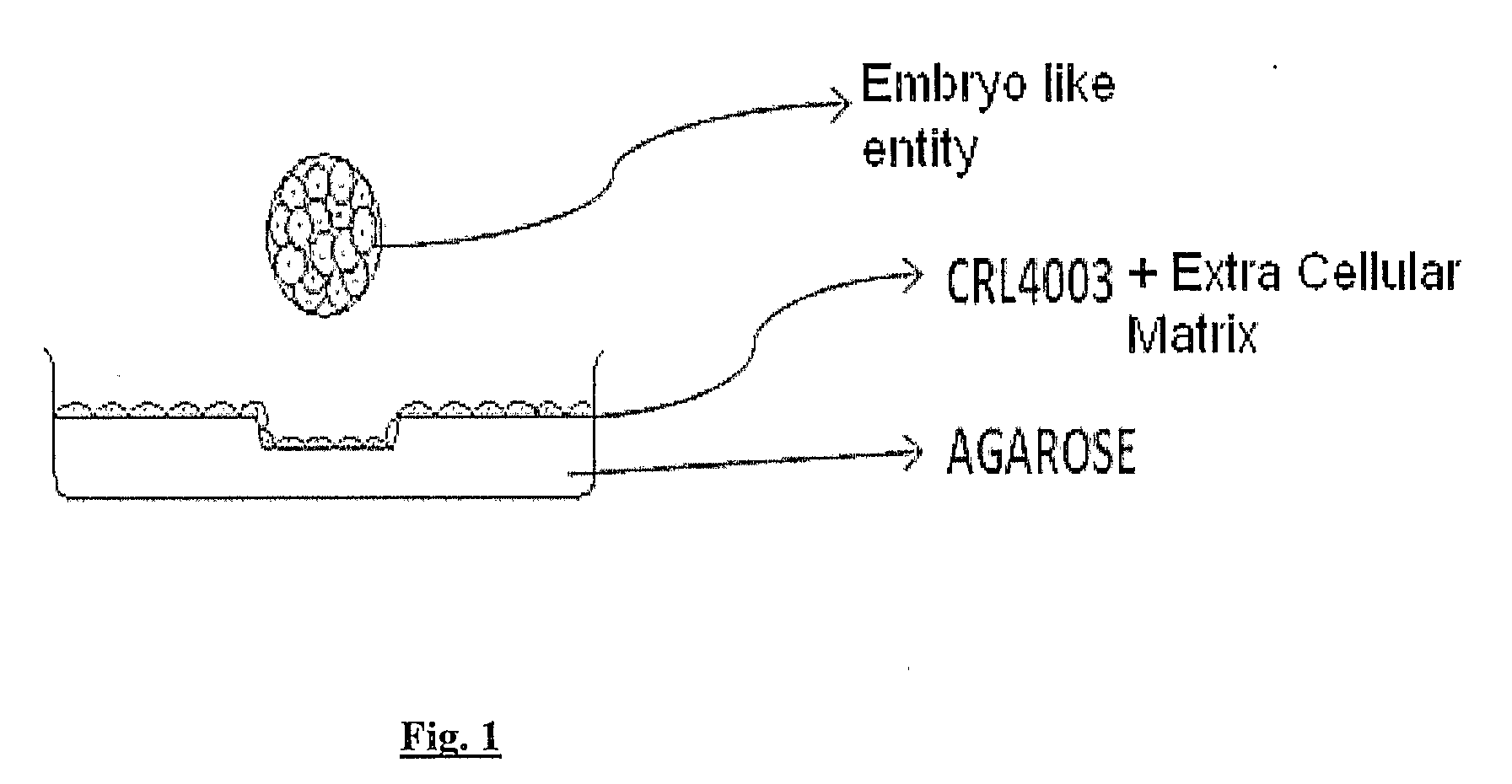 Invitro human embryonic model and a method thereof