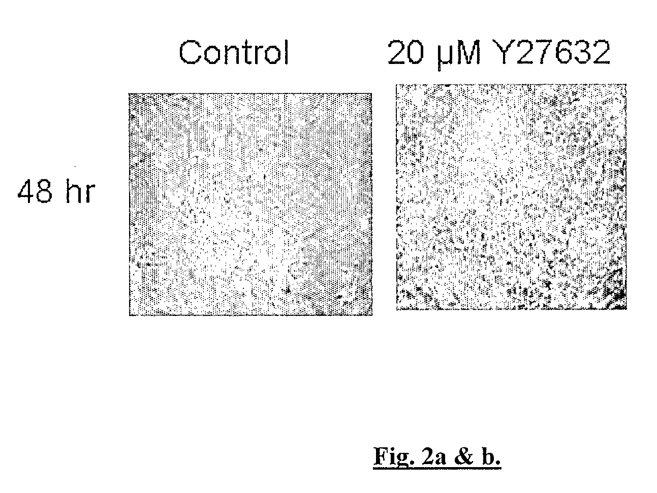 Invitro human embryonic model and a method thereof