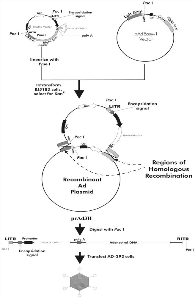 A kind of human type 3 adenovirus replication defective recombinant virus, construction method and application