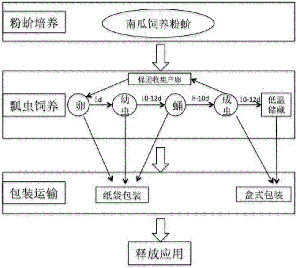 A kind of Cryptidia montesii artificial breeding, species preservation and reproduction production method