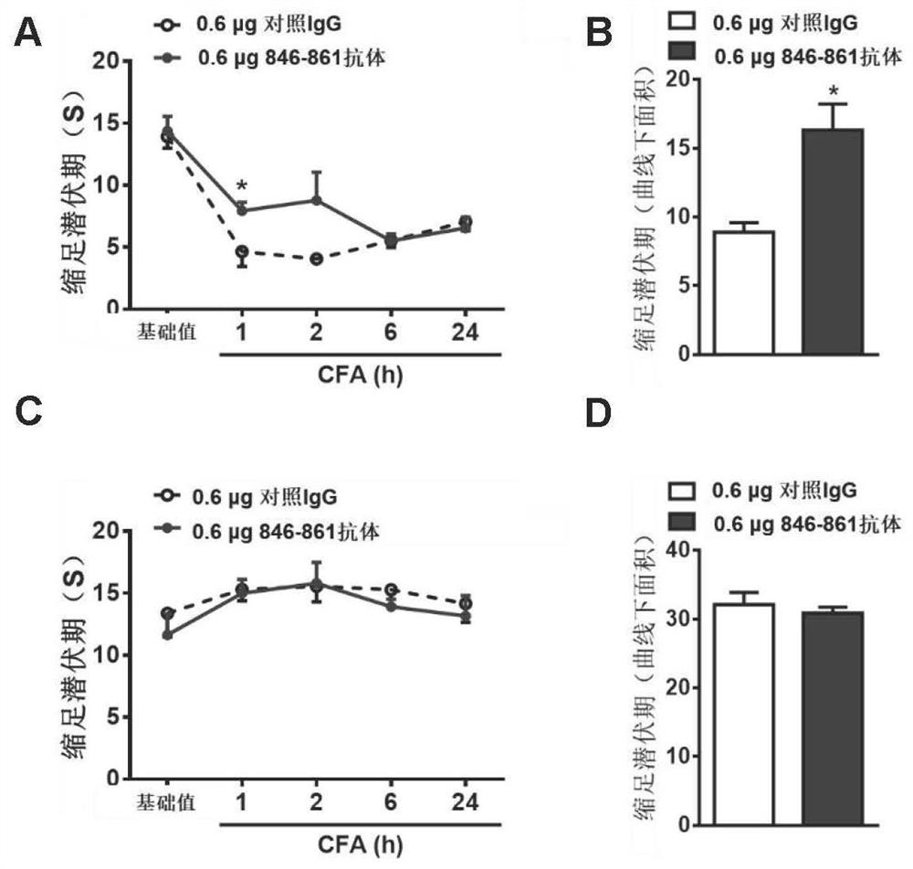 Small molecule peptide with analgesic effect and specific antibody thereof