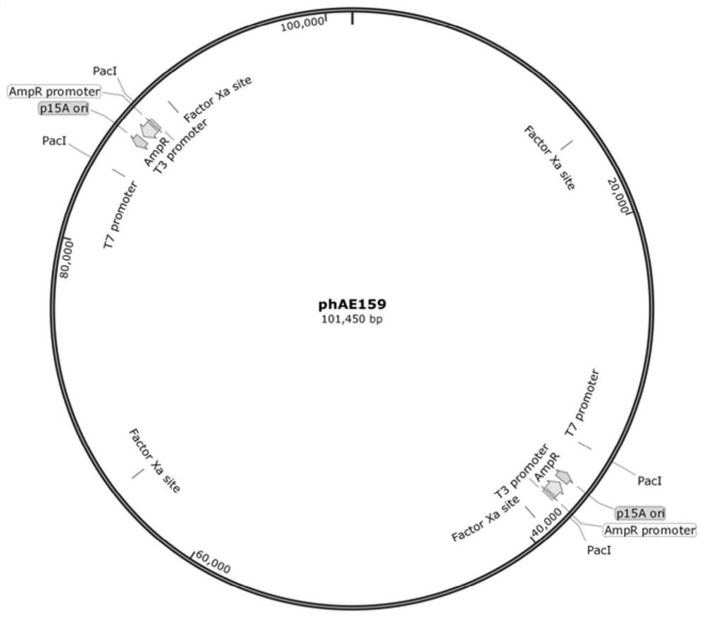 BCG_0349 gene-deleted recombinant bacillus calmette-guerin vaccine as well as construction method and application thereof