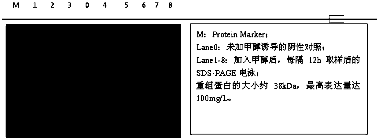 Preparation method of novel anti-human papilloma viral protein