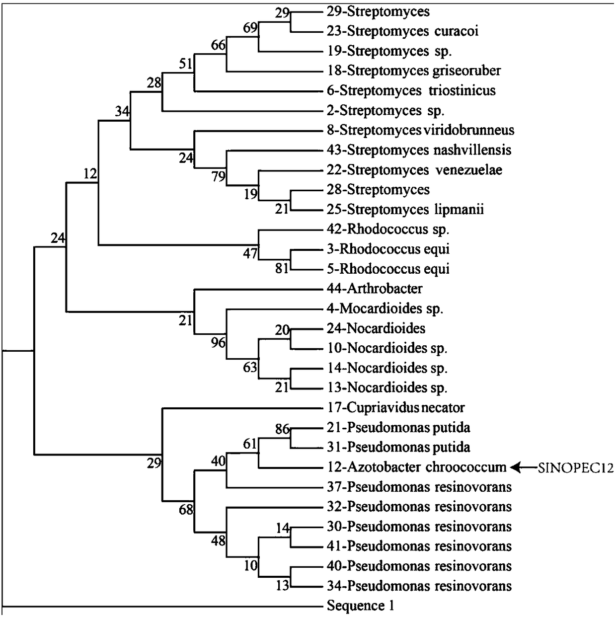 Azotobacter chroococcum and identification method and application thereof