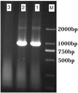 Azotobacter chroococcum and identification method and application thereof