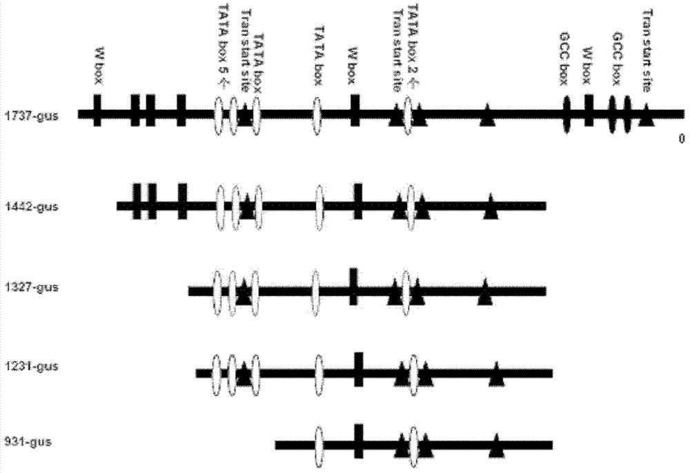 Corn wip1 gene promoter and application thereof