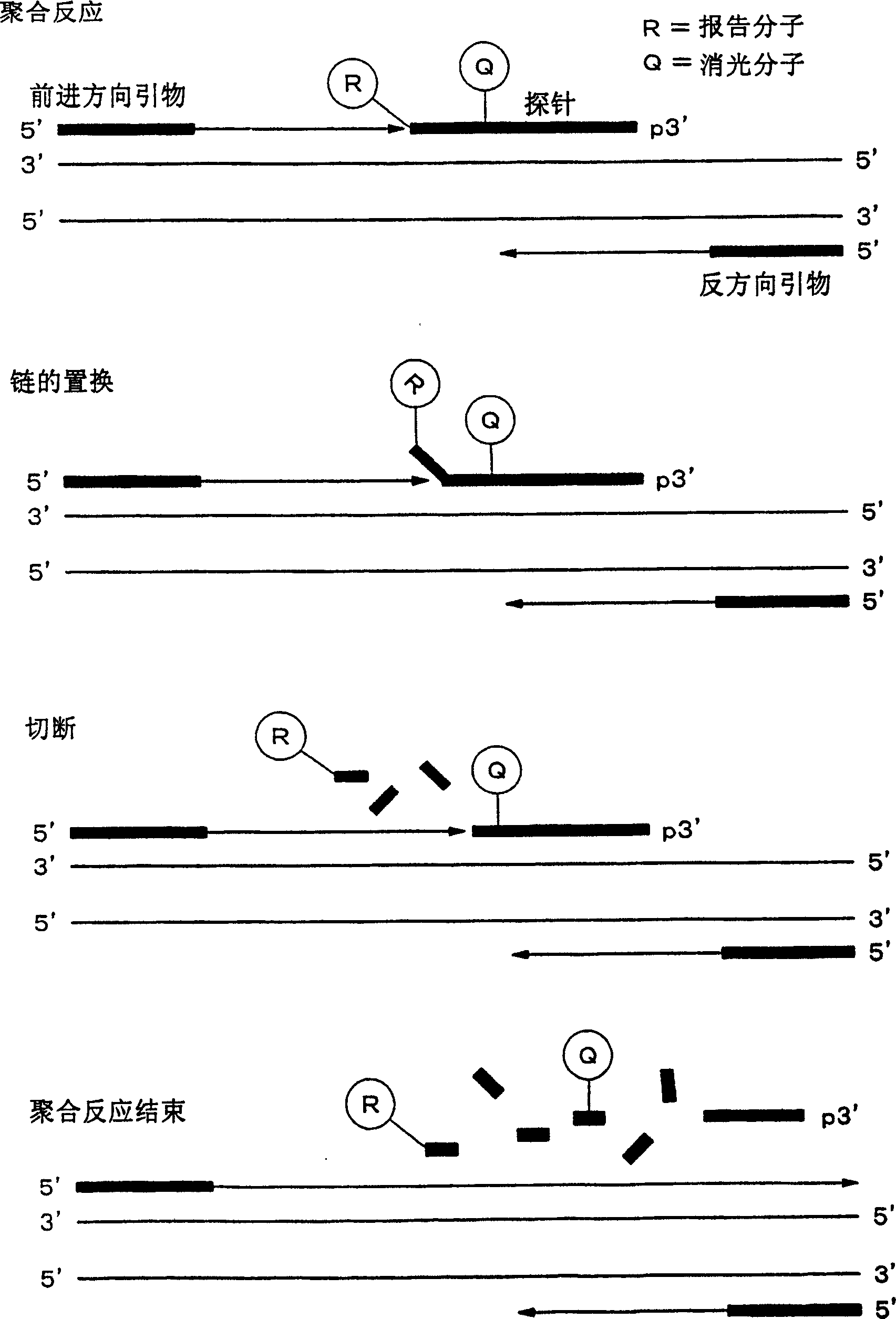 Method of detecting inorganic phosphoric acid, pyrophosphate and nucleic acid, and method of typing snp sequence of DNA