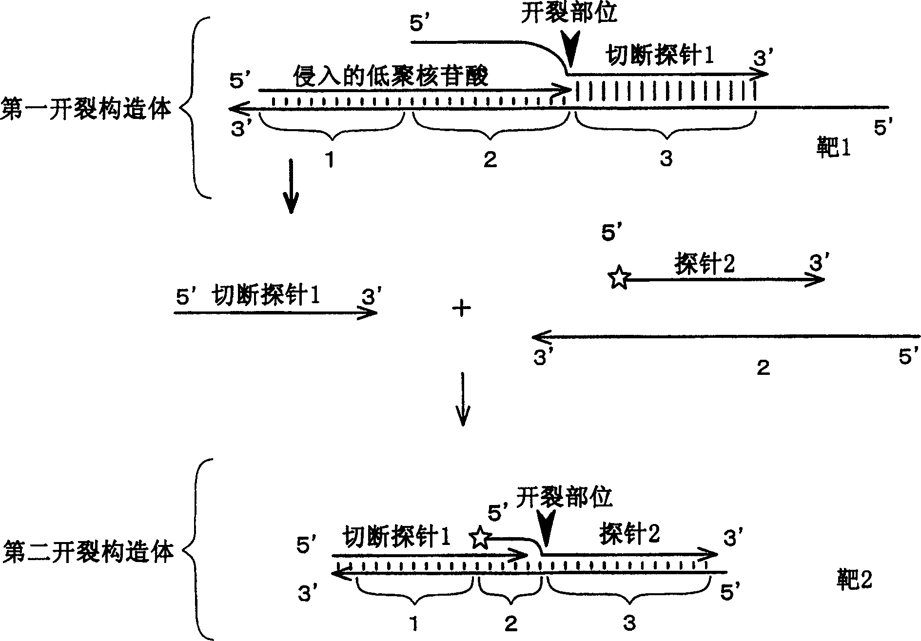 Method of detecting inorganic phosphoric acid, pyrophosphate and nucleic acid, and method of typing snp sequence of DNA