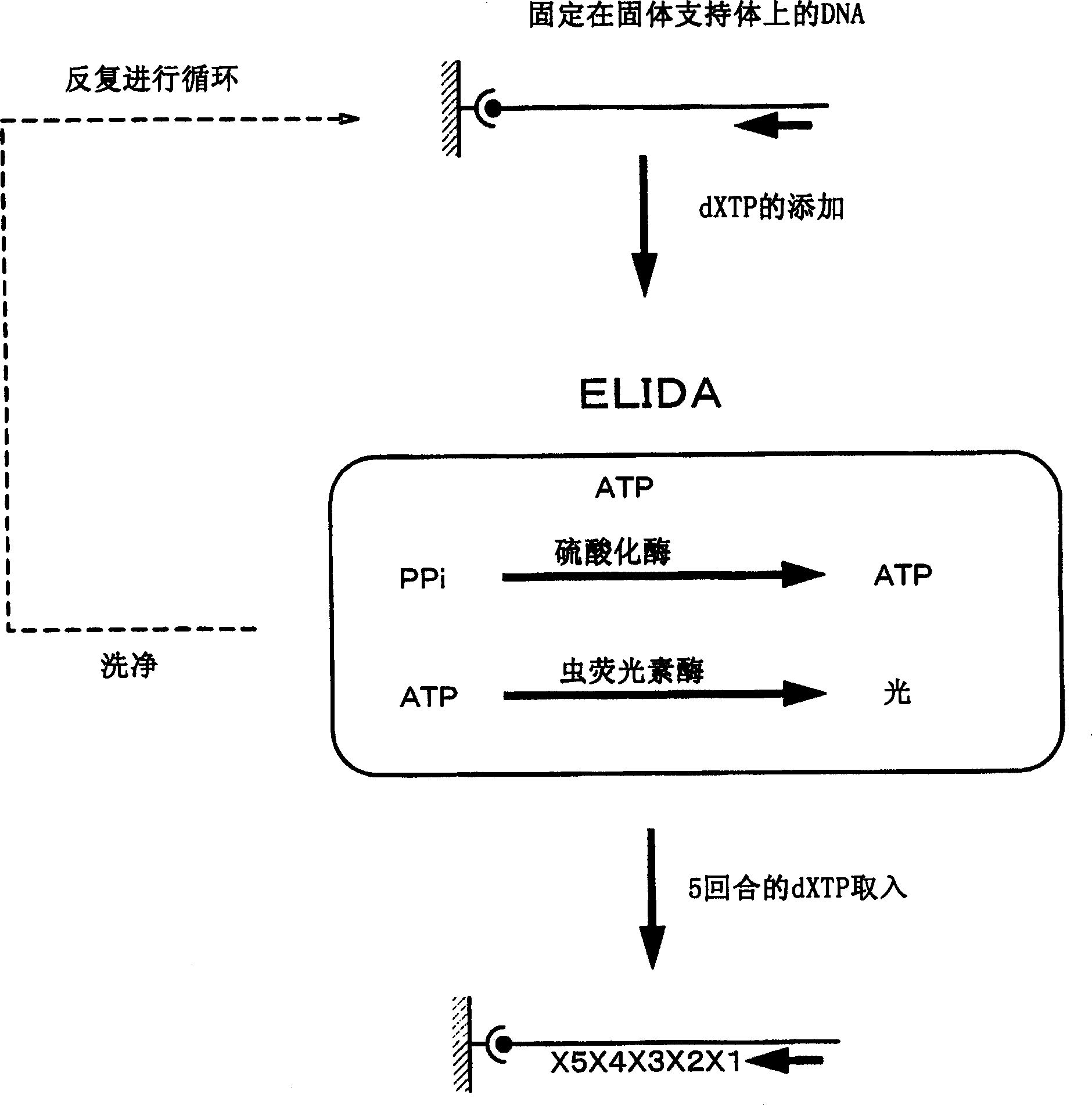 Method of detecting inorganic phosphoric acid, pyrophosphate and nucleic acid, and method of typing snp sequence of DNA