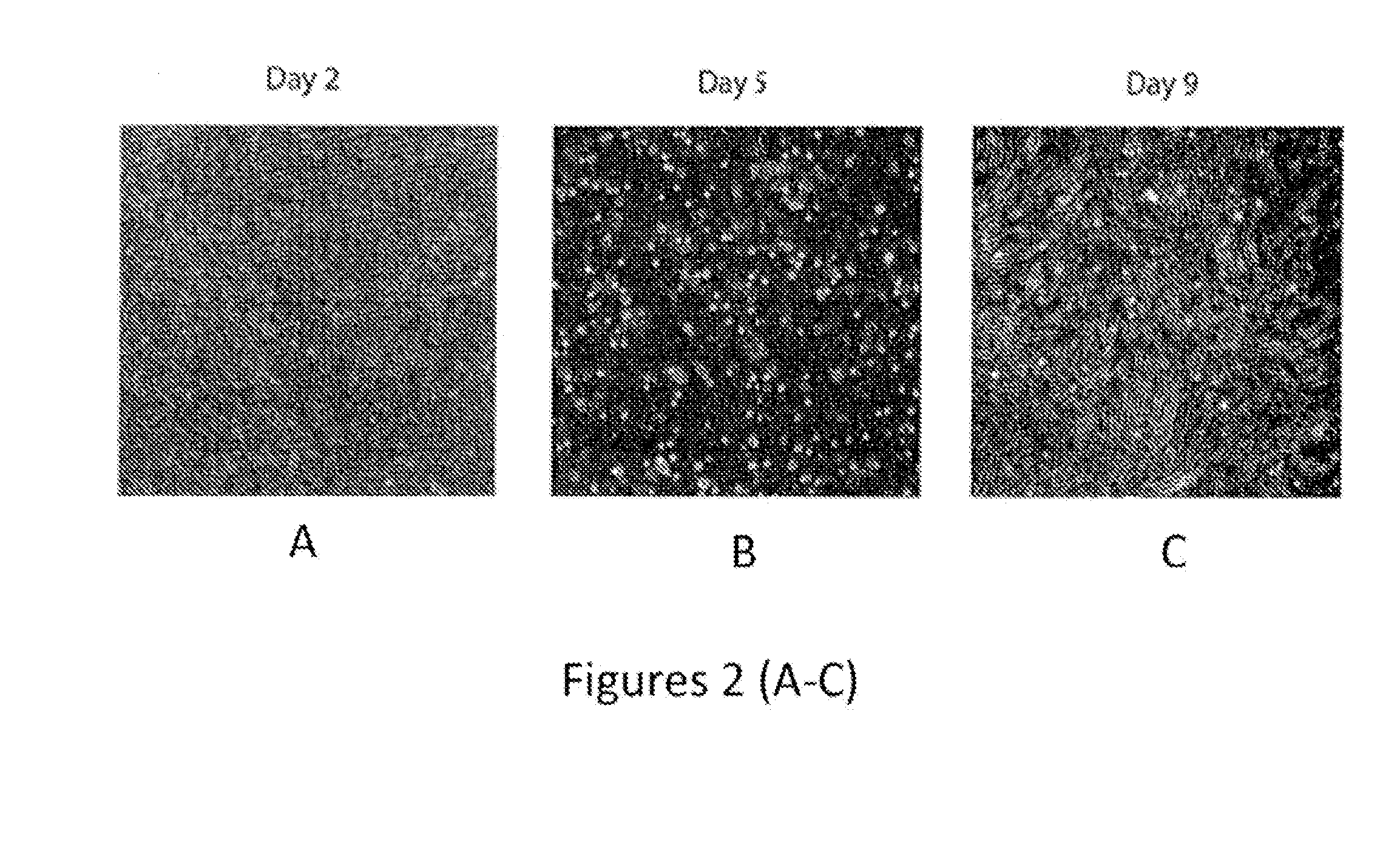 Mesenchymal-like stem cells derived from human embryonic stem cells, methods and uses thereof