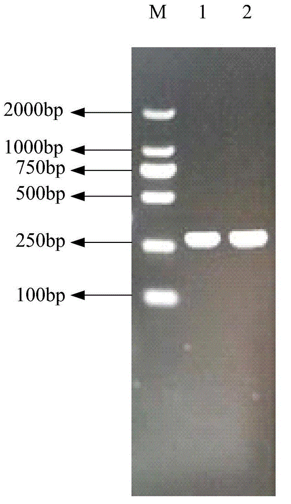 Chlamydomonas reinhardtii Se1K expression vector as well as construction method and expression method thereof