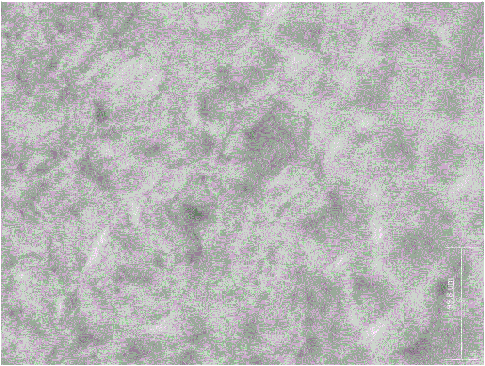 Preparation method of ramie bone cellulose nanocrystalline self-assembled structural color thin film