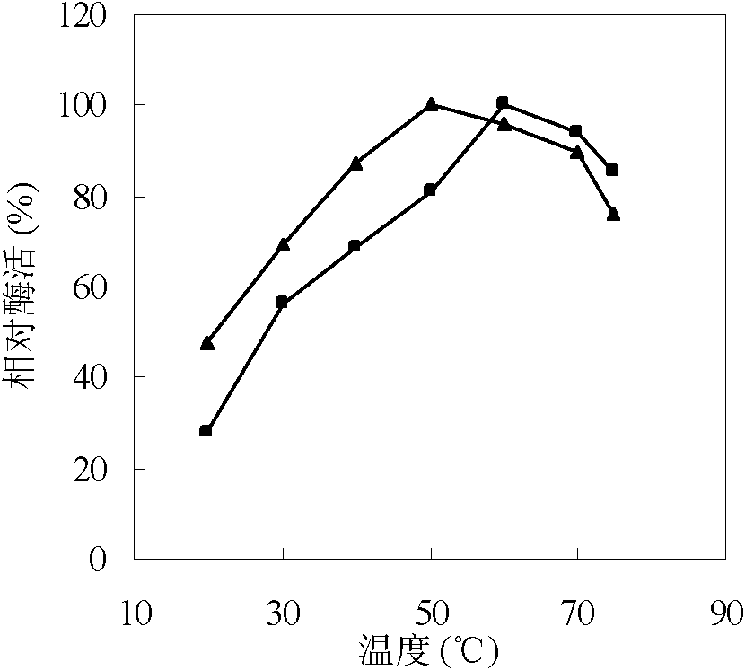 Method for preparing immobilized enzyme by taking bacterial cellulose bead/membrane as vector