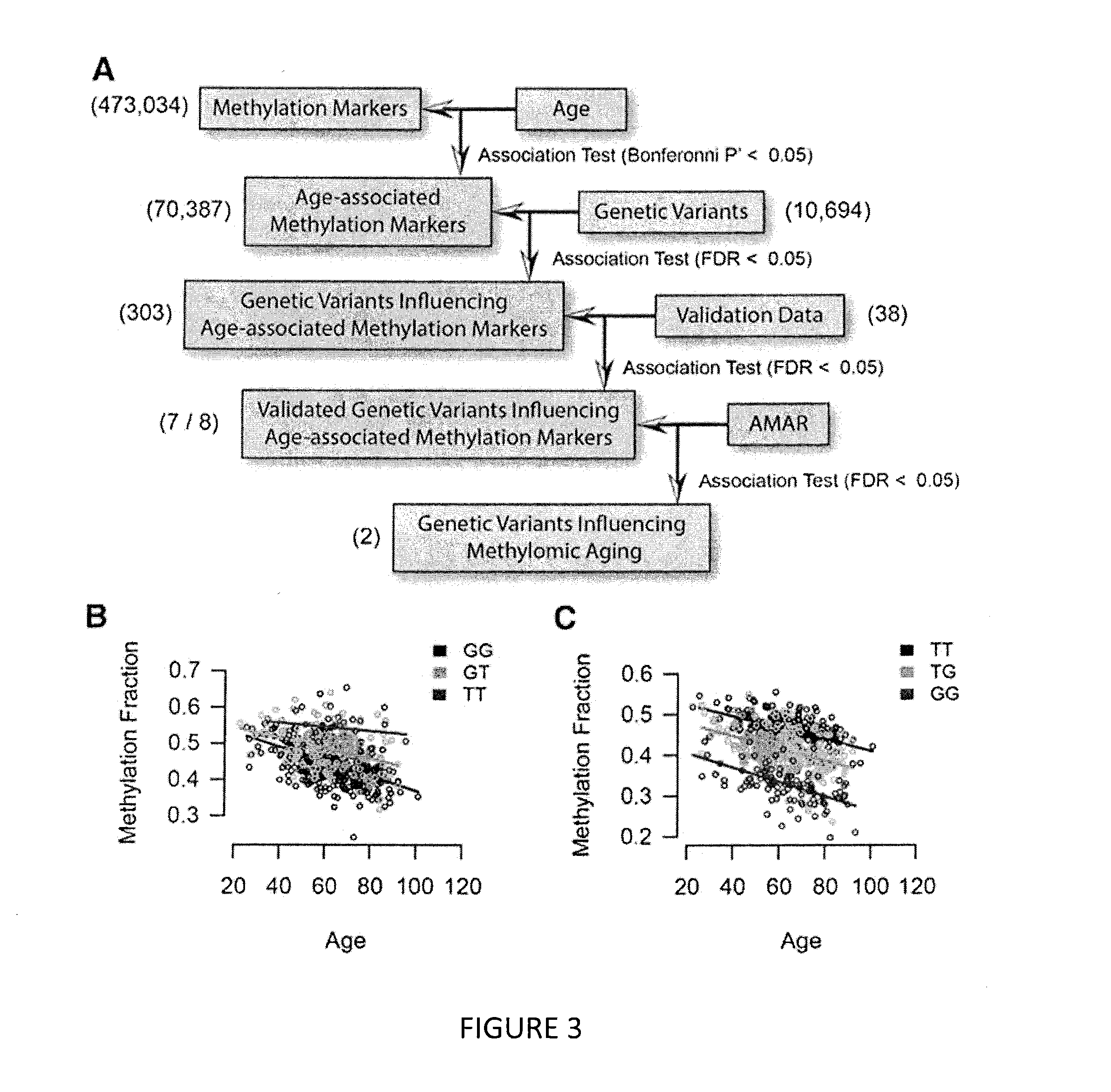 Methods for predicting age and identifying agents that induce or inhibit premature aging