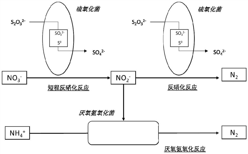 Biological sewage denitrification method based on sulfur autotrophic short-cut denitrification, and reaction device