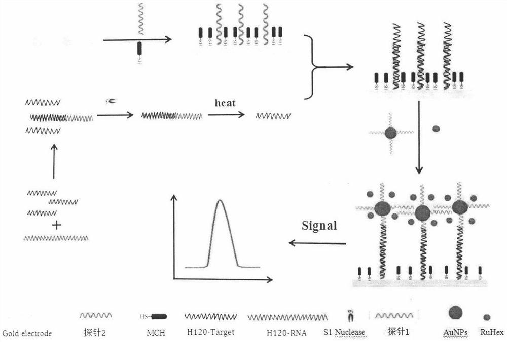 A kind of electrochemical detection method of chicken infectious bronchitis virus h120 strain