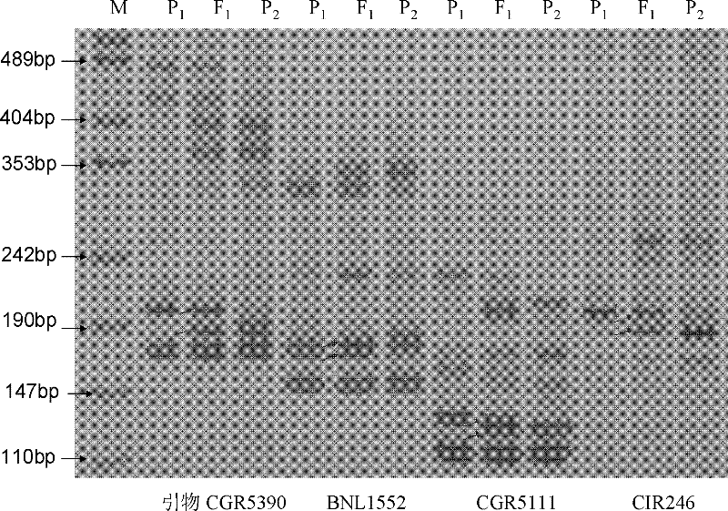 SSR (Simple Sequence Repeat) molecular marking method for identifying variety authenticity and/ or variety purity of high-quality transgenic hybrid cotton CCRI (Chinese cotton research institute) 70