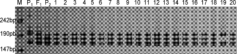 SSR (Simple Sequence Repeat) molecular marking method for identifying variety authenticity and/ or variety purity of high-quality transgenic hybrid cotton CCRI (Chinese cotton research institute) 70