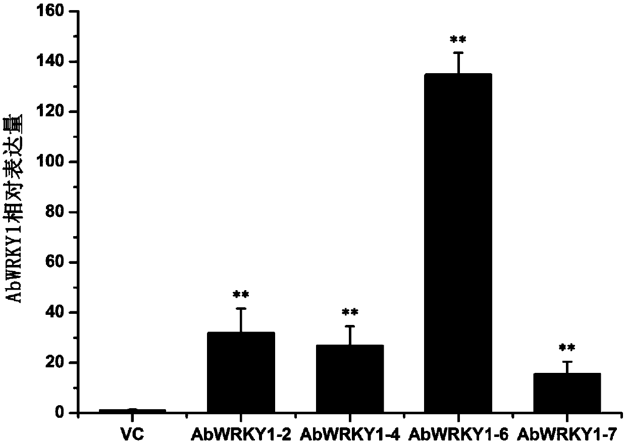 Belladonna wrky transcription factor gene and its recombinant plant expression vector and application