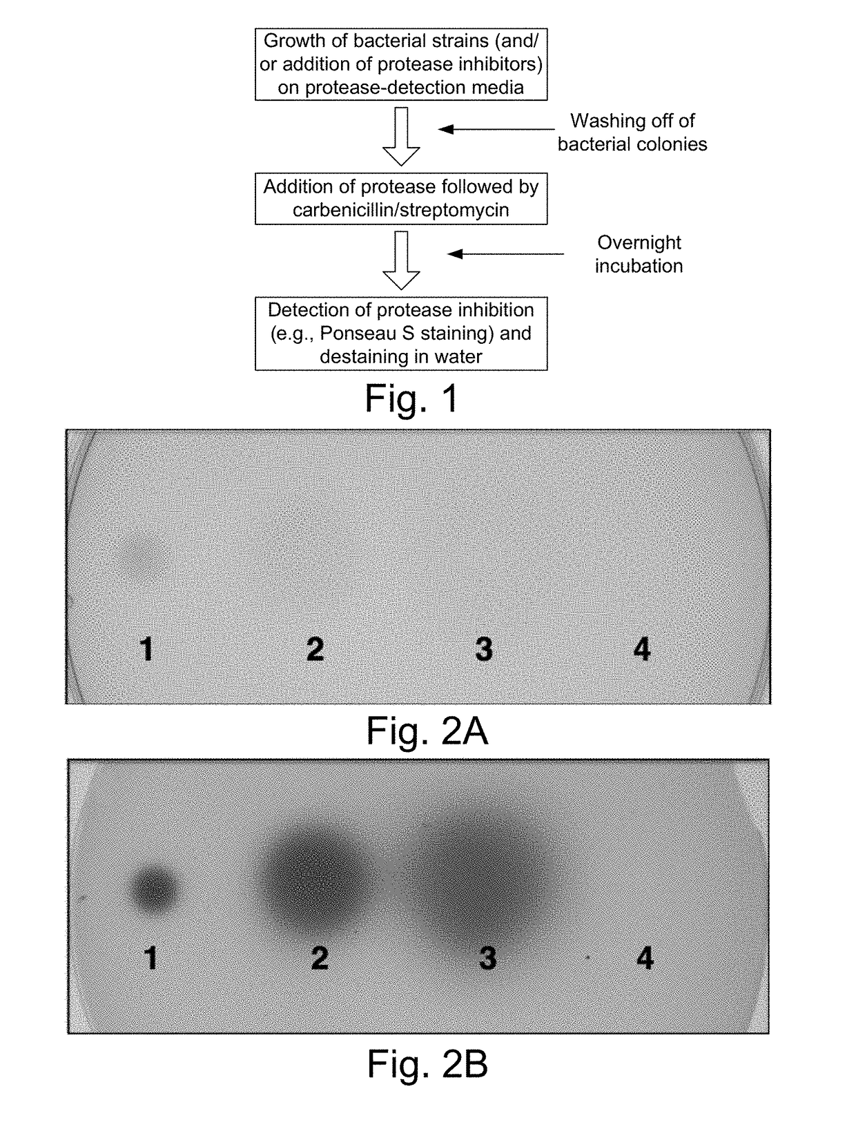 Topical and orally administered protease inhibitors and bacterial vectors for the treatment of disorders and methods of treatment