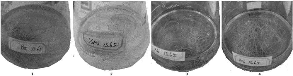 Induction method of Rabdosia rubescens Hemsl. Hara hairy roots, and induction expression method of oridonin