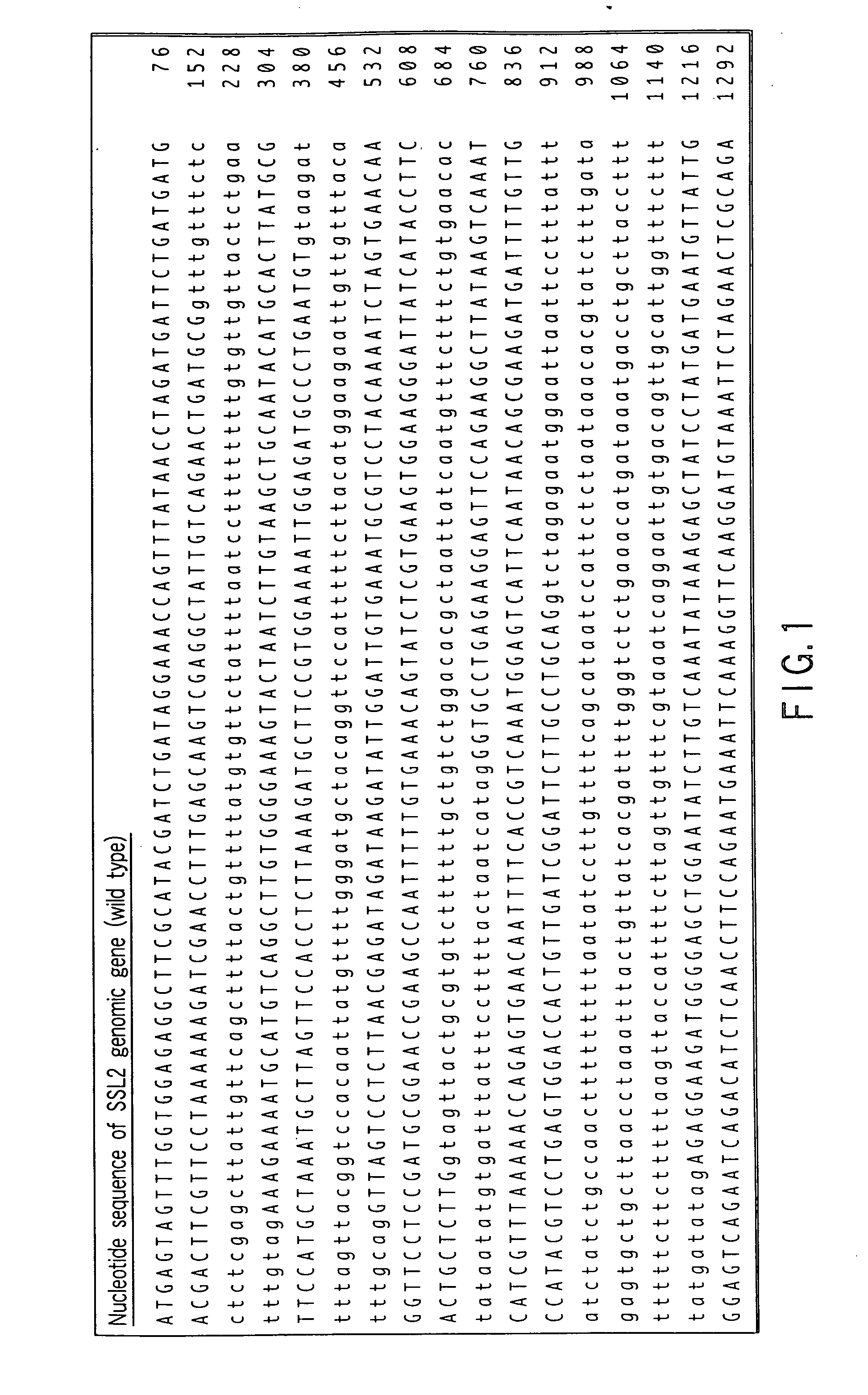 Protein that has a function of maintaining a mutation whereby lateral root formation is blocked and a gene encoding the protein