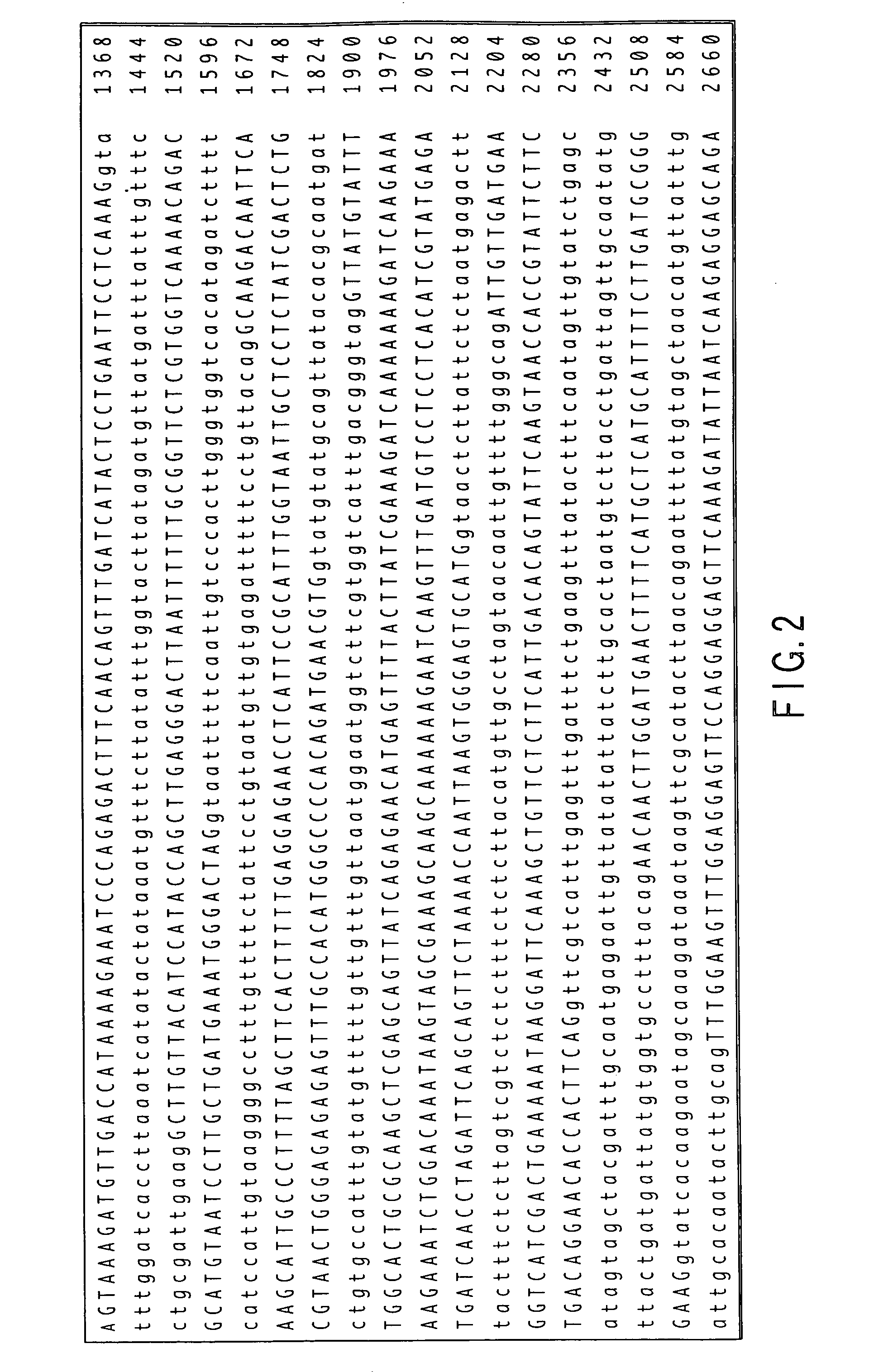 Protein that has a function of maintaining a mutation whereby lateral root formation is blocked and a gene encoding the protein