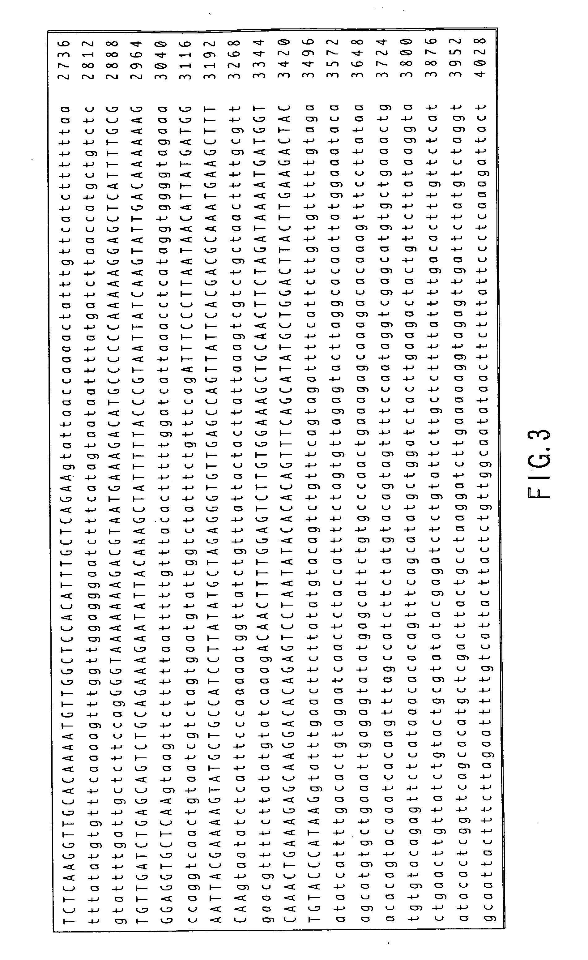 Protein that has a function of maintaining a mutation whereby lateral root formation is blocked and a gene encoding the protein